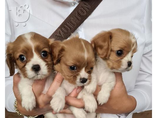 PoulaTo: Cavalier King Charles Spaniel Puppies