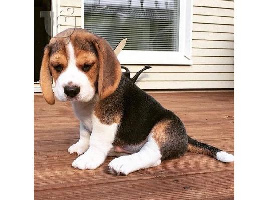 PoulaTo: Χαριτωμένα κουτάβια Beagle για υιοθεσία