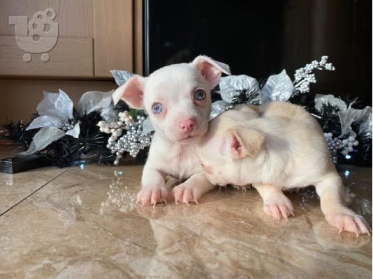PoulaTo: 3 κουτάβια κοριτσιών και 1 αγοριού Chihuahua