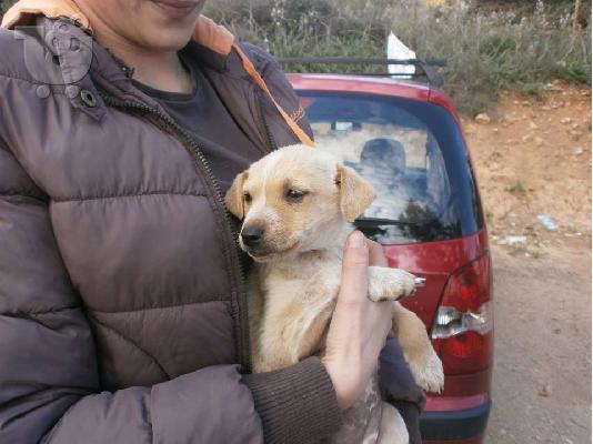 Κουταβακι χαριζεται