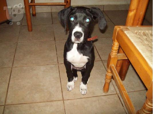 Νεαρο σκυλακι  χαριζεται