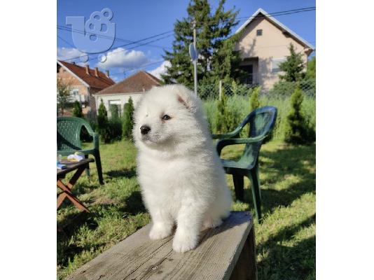 Σιβηρικά κουτάβια samoyed