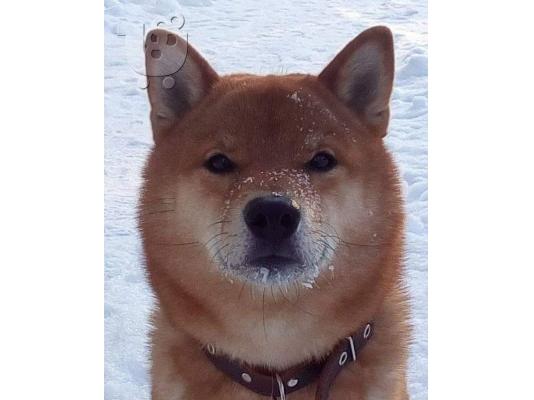 Κουτάβια Shiba inu
