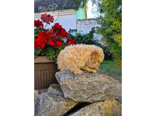 Labradoodle κουτάβια
