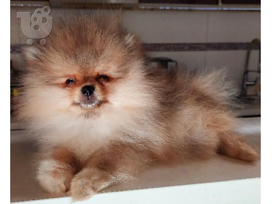 Pomeranian Spitz κουτάβι προς πώληση