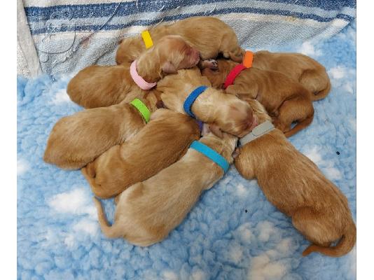 PoulaTo: Κουτάβια Goldendoodle