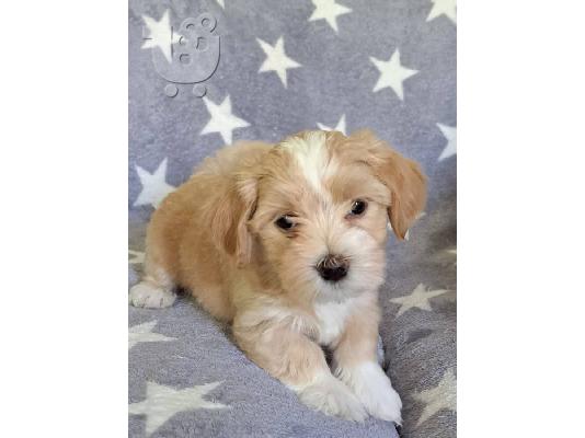 PoulaTo: Havanese Bichon κουτάβια