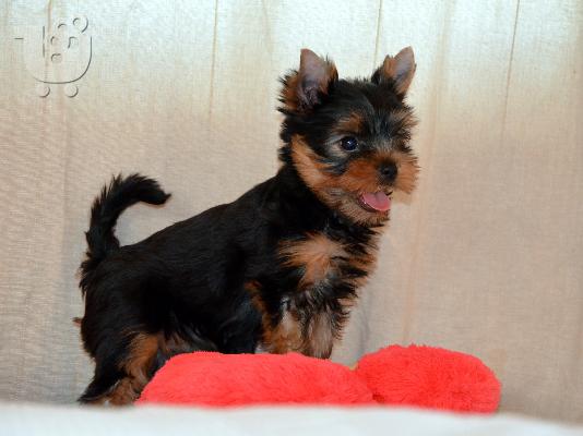 Yorkshire Terrier με PEDIGREE