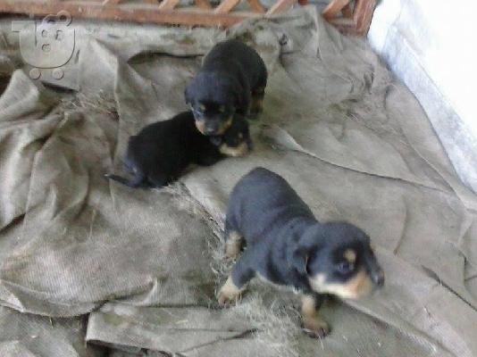 PoulaTo: Rottweiler καθαροαιμα 6979314054 ΡΟΔΟΣ