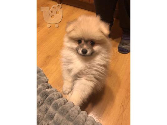 Διαθέσιμα Teacup αρσενικά και θηλυκά κουτάβια Pomeranian προς πώληση...