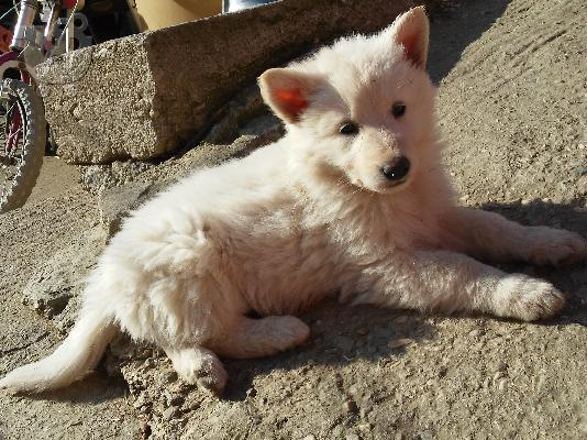 PoulaTo: ΚΑΝΑΔΕΖΙΚΑ λυκόσκυλα