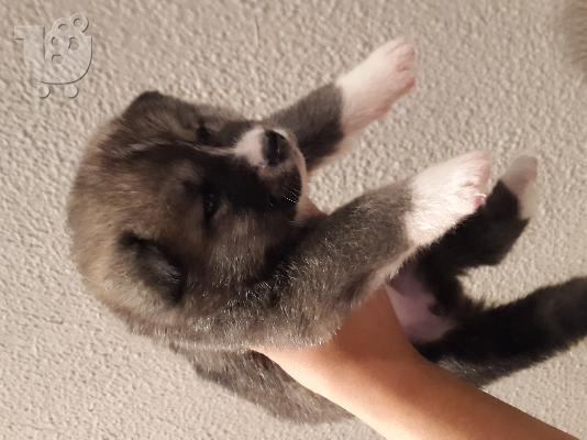 akita inu koutavia