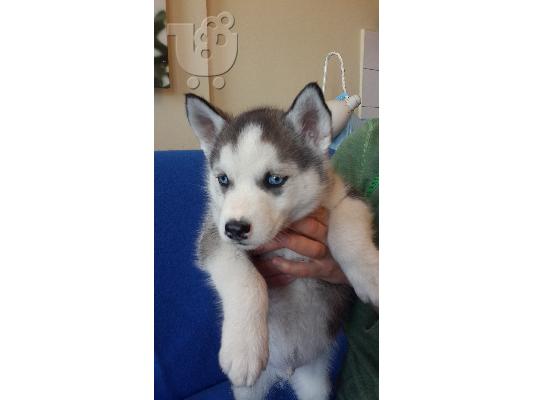 PoulaTo: Siberian Husky Original Colour for sale!