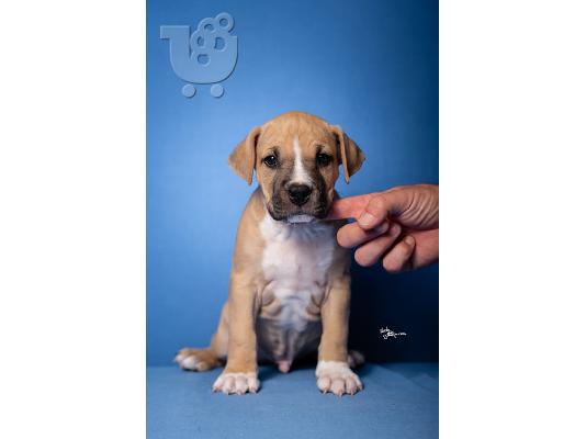American Staffordshire Terrier κουτάβια