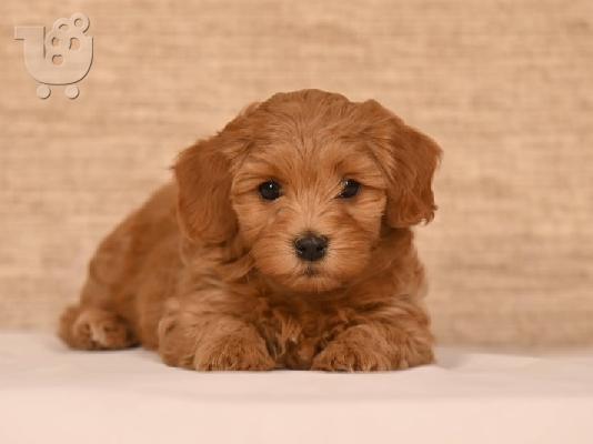 Havanese Bichon κουτάβια προς πώληση
