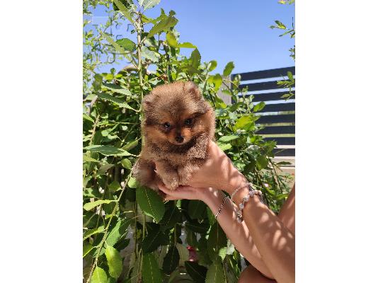 Pomeranian Spitz κουτάβια προς πώληση