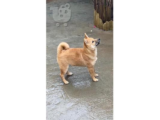 PoulaTo: Shiba Inu κουτάβια