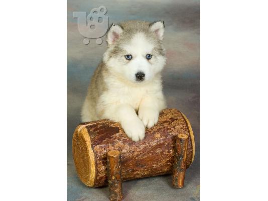 Siberian Husky