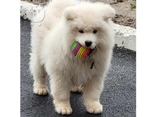 PoulaTo: Samoyed κουτάβια προς πώληση