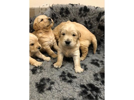 Oduševljena sam što mogu najaviti siguran dolazak mojih prekrasnih beba cavachon!