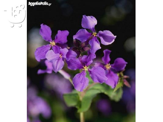 PoulaTo: 35 Σποροι Orychophragmus Violaceus