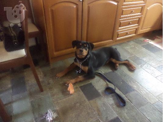 PoulaTo: χαριζεται ροτβαιλερ