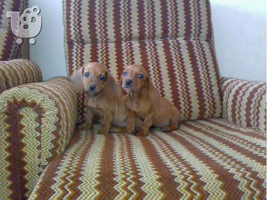 Ντατσχουντ – 300 euro