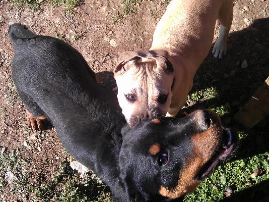 pitbul