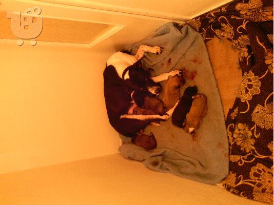 PoulaTo: χαρίζονται κουτάβια