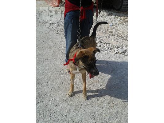 Η Λιζα ψαχνει σπιτι