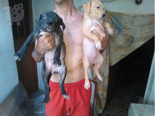Διατίθοντε pitbull