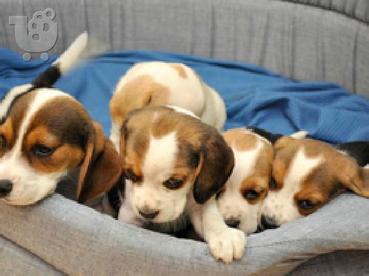 PoulaTo: Beagle