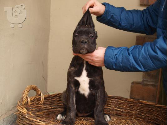 PoulaTo: Cane Corso κουτάβια