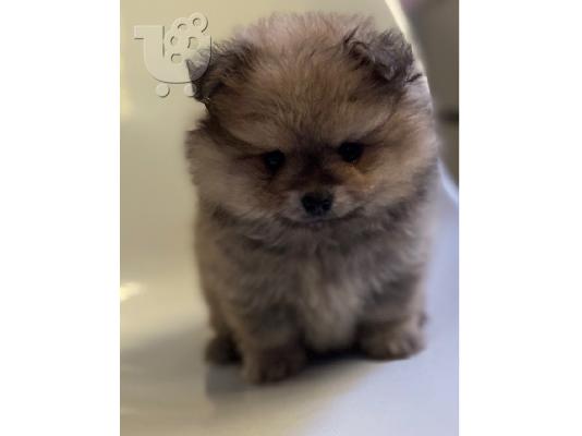 PoulaTo: Διαθέσιμα Teacup αρσενικά και θηλυκά κουτάβια Pomeranian προς πώλησ