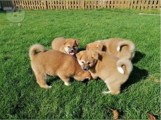 PoulaTo: Akita puppy for sale