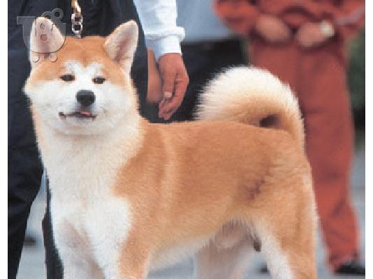 Ακιτα ινου καθαροαιμο κουταβακι