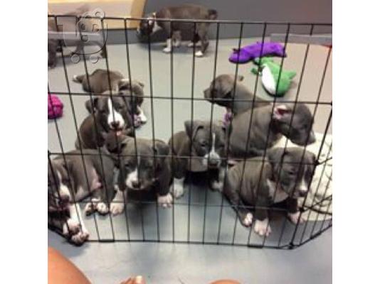 Πανέμορφο pit bull