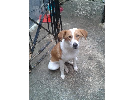 Σκυλιτσα νεαρη μικρομεσαιου μεγεθους χαριζεται