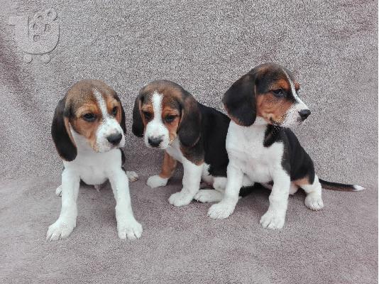 PoulaTo: Όμορφα κουτάβια Beagle έτοιμα τώρα