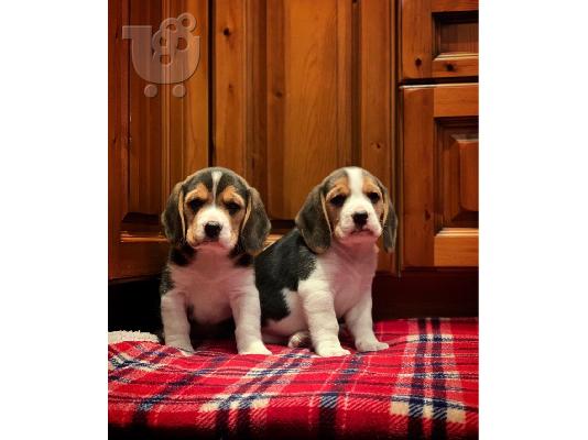 Εδώ παρουσιάζουμε τα υπέροχα κουτάβια μας Beagle έτοιμα...