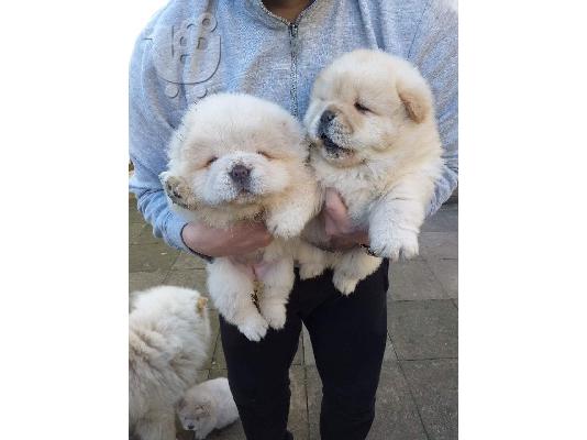 PoulaTo: ΔΙΑΘΕΣΙΜΑ LOVELY CHOW CHOW PUPPY