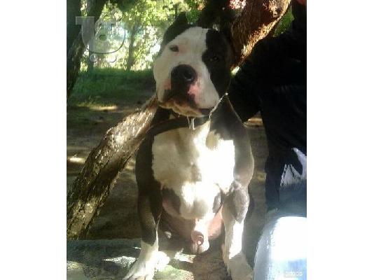 PoulaTo: PITBULL AMERICAN- ΠΙΤΜΠΟΥΛ