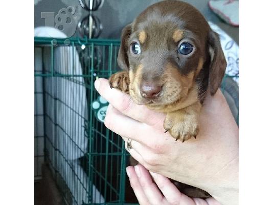 ΣΚΥΛΟΣ DACHSHUND