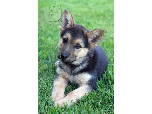 PoulaTo: Kορυφαία German Shepherd