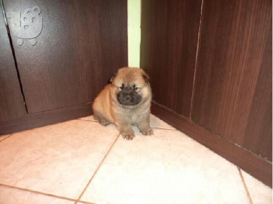 τσαου-τασου