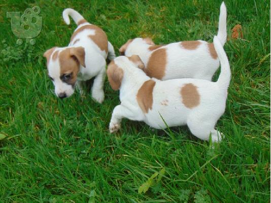 PoulaTo: Υγιή κουτάβια Jack Russell Terrier έτοιμα προς πώληση