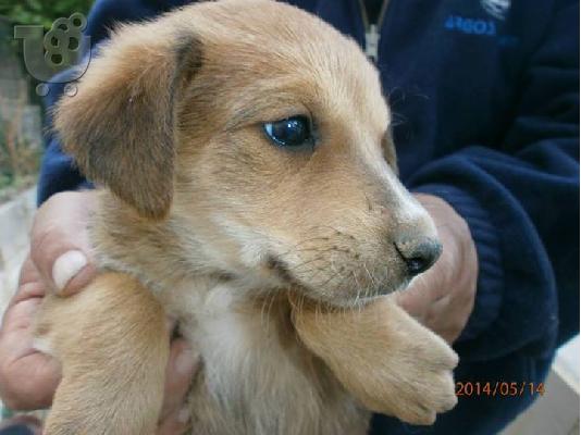Κουταβακια χαριζονται