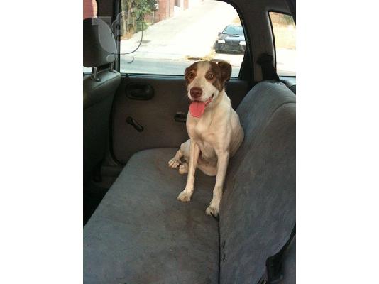 PoulaTo: Σκυλιτσα χαριζεται