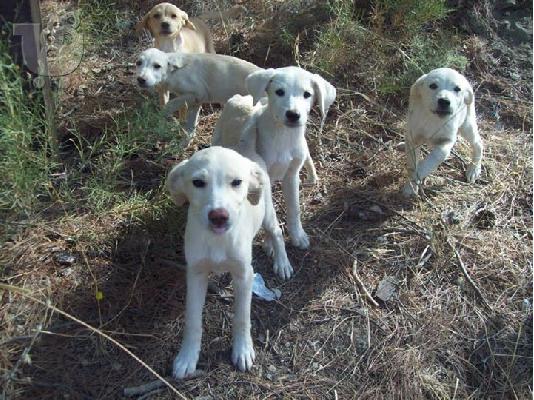 PoulaTo: Λευκα κουταβακια χαριζονται