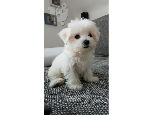PoulaTo: Μαλτέζ μίνι (Maltese mini)